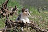 FOX TERRIER 247